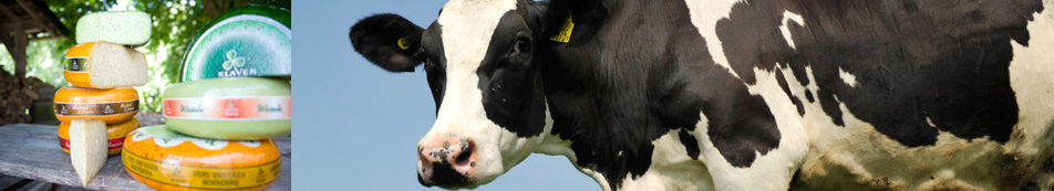 koe en kaas koe en kaas